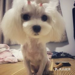 (宠物的价格一般多少钱)宠物一千:如何选择适合你的小伙伴以及照顾它们的注意事项