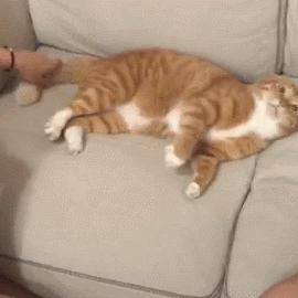 最强猫猫饲养指南:从饮食、健康到行为训练,全方位教你如何成为合格的铲屎官 最强猫猫饲养指南:从饮食、健康到行为训练,全方位教你如何成为合格的铲屎官