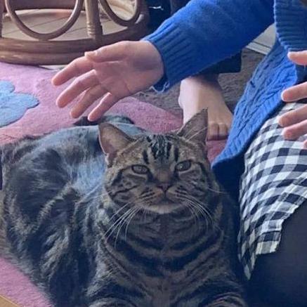 最强猫猫饲养指南:从饮食、健康到行为训练,全方位教你如何成为合格的铲屎官 最强猫猫饲养指南:从饮食、健康到行为训练,全方位教你如何成为合格的铲屎官