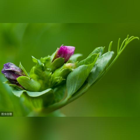 (电脑植物大战僵尸2破解版下载地址)电脑版植物大战僵尸2破解版:尽享无限阳光和豌豆射手乐趣
