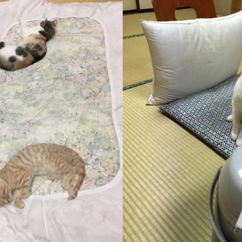 (完美世界手游 交易)探讨完美世界手游交易猫功能及使用方法,让游戏交易更便捷