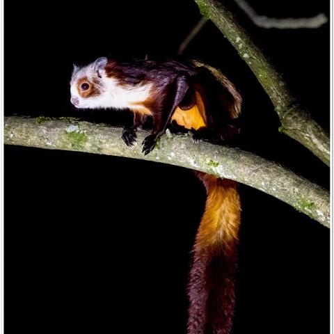 (神奇生物学)探索神奇生物的奇妙世界:开启奇幻旅程的神奇生物课程 (神奇生物学)探索神奇生物的奇妙世界:开启奇幻旅程的神奇生物课程