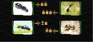 (小小蚁国蚁后升级)小小蚁国:探索蚂蚁强度表的秘密与它们在自然界中的生存策略 (小小蚁国蚁后升级)小小蚁国:探索蚂蚁强度表的秘密与它们在自然界中的生存策略